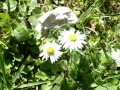 bellis-perennis