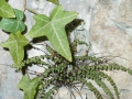 hedera-helix-si-asplenium-trichomanes