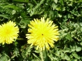 taraxacum-officinale-2