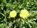 taraxacum-officinale